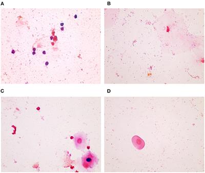 Development of Gram Stain Scoring System Based on Pro-Inflammatory Cytokines in the Sheep Model for Testing Toxicity of Vaginal Products